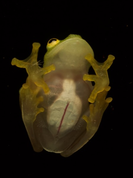 Northern Glass Frog (Hyalinobatrachium viridissimum)