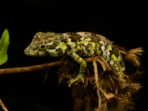 Peters’s Anole (Anolis petersii)