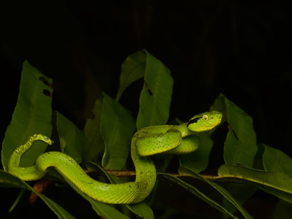 Yellow-blotched Palm Pit Viper (Bothriechis aurifer)
