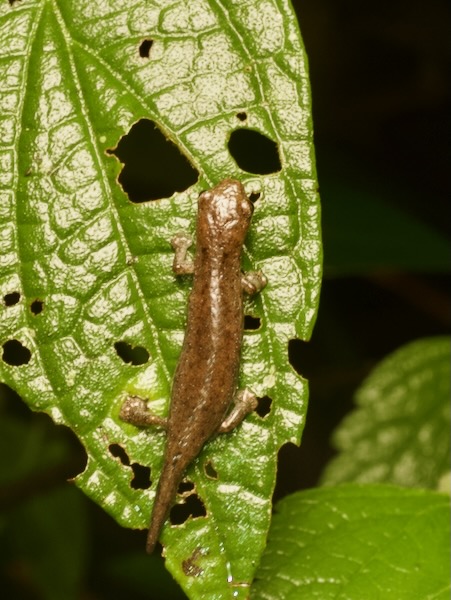 Rufescent Salamander (Bolitoglossa rufescens)