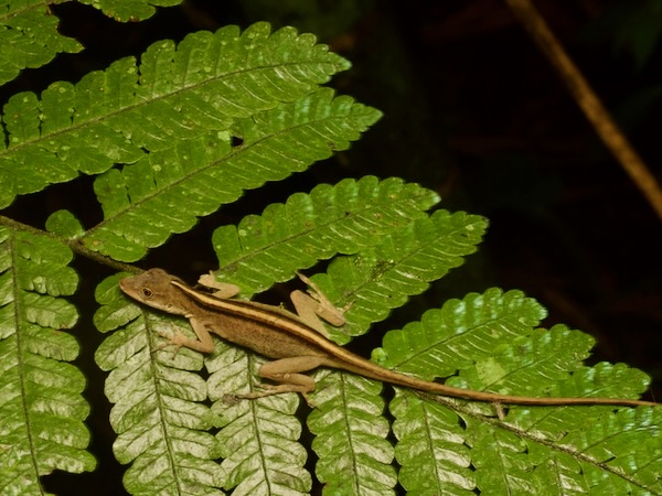 White Anole (Anolis laeviventris)