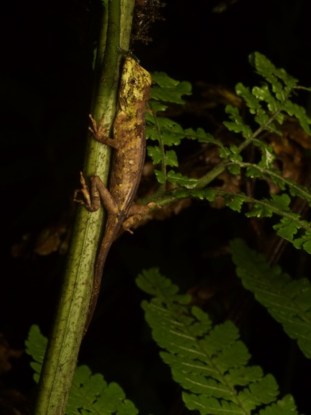 Peters’s Anole (Anolis petersii)