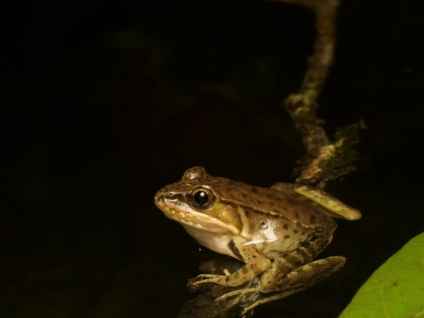 Highland Frog (Lithobates maculatus)