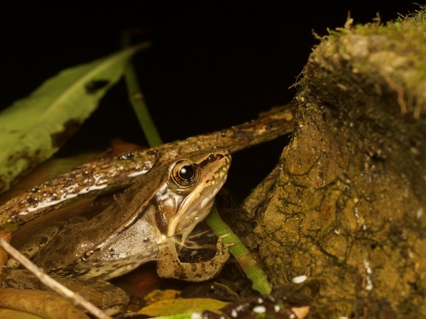 Highland Frog (Lithobates maculatus)