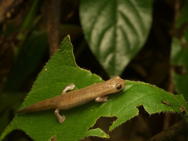 Rufescent Salamander (Bolitoglossa rufescens)