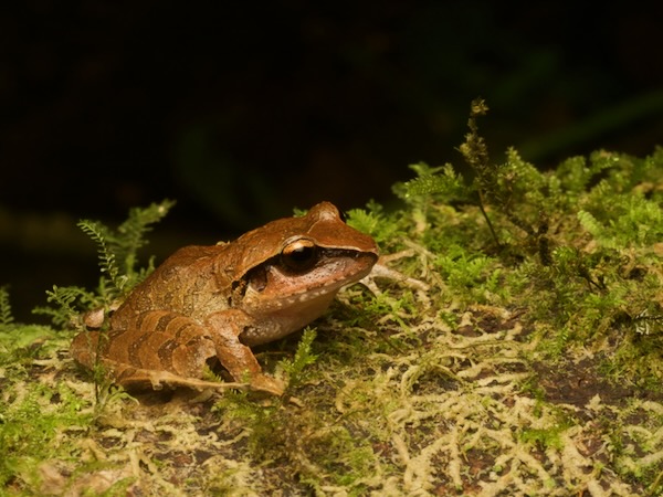 Montane Robber Frog (Craugastor lineatus)