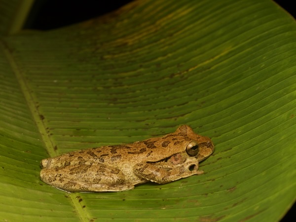 Common Mexican Tree Frog (Smilisca baudinii)