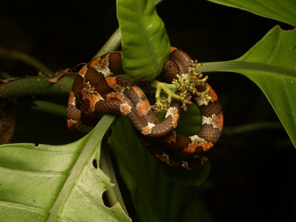 Slender Snail Sucker (Sibon dimidiatus)