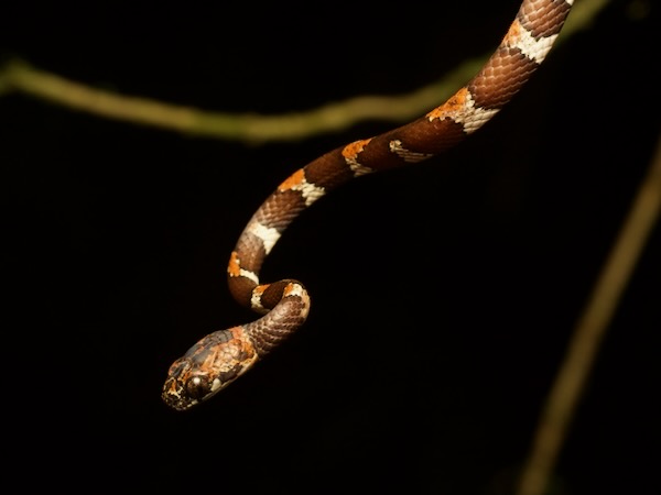 Slender Snail Sucker (Sibon dimidiatus)