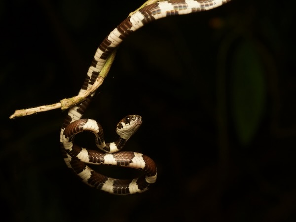 Slender Snail Sucker (Sibon dimidiatus)