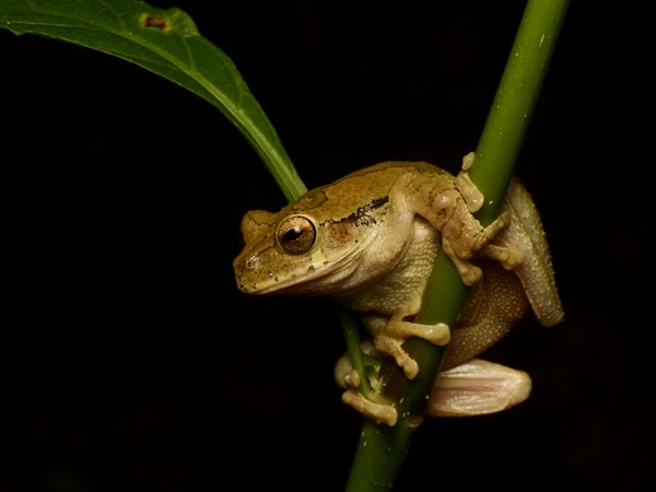 Common Mexican Tree Frog (Smilisca baudinii)