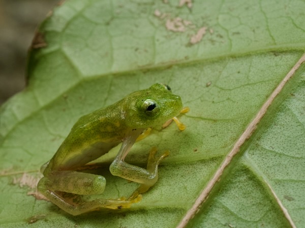 Northern Glass Frog (Hyalinobatrachium viridissimum)