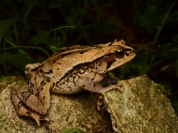Central American Gulf Coast Toad (Incilius valliceps)