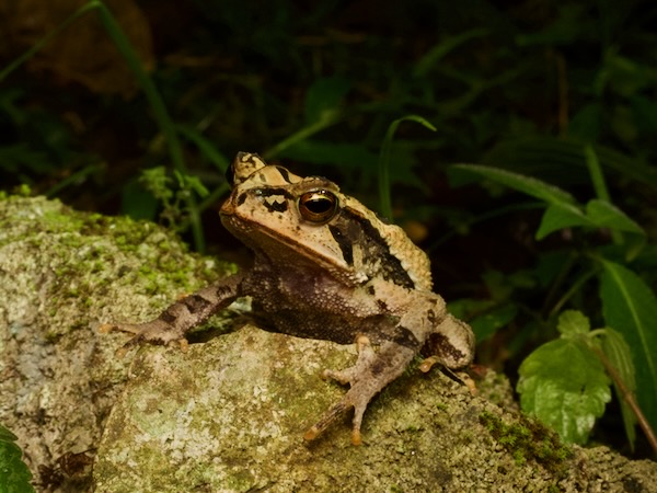 Central American Gulf Coast Toad (Incilius valliceps)
