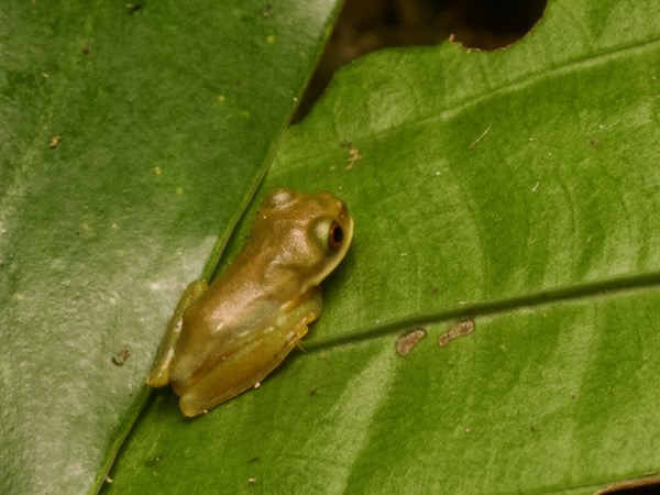 Chinamococh Stream Frog (Quilticohyla sanctaecrucis)