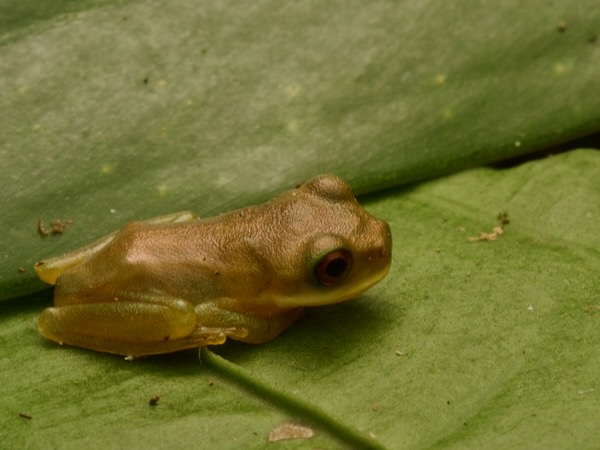 Chinamococh Stream Frog (Quilticohyla sanctaecrucis)