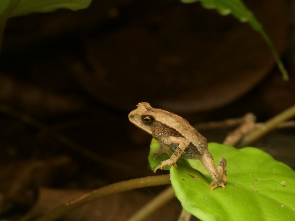 Central American Gulf Coast Toad (Incilius valliceps)