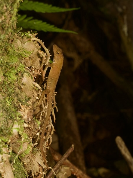 Lesser Scaly Anole (Anolis uniformis)