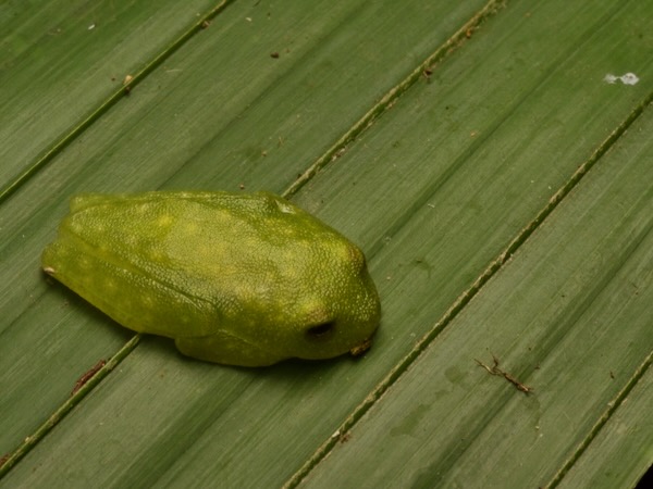 Northern Glass Frog (Hyalinobatrachium viridissimum)