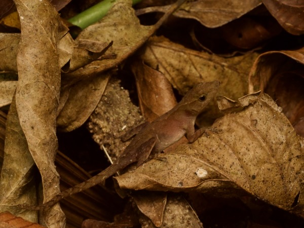Lesser Scaly Anole (Anolis uniformis)