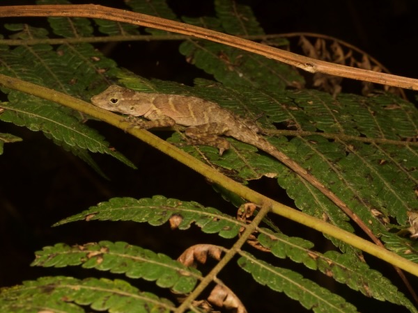 Stuart’s Anole (Anolis cobanensis)