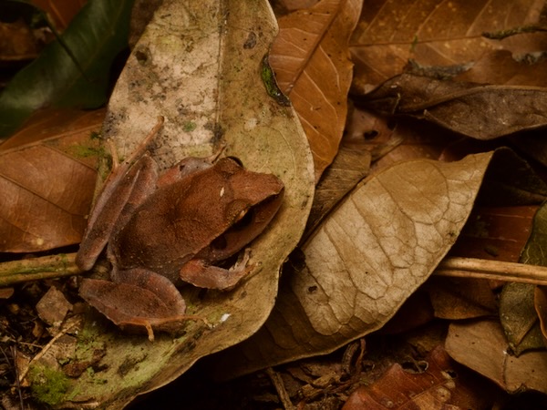 Montane Robber Frog (Craugastor lineatus)