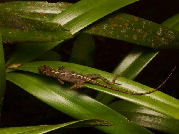 Stuart’s Anole (Anolis cobanensis)