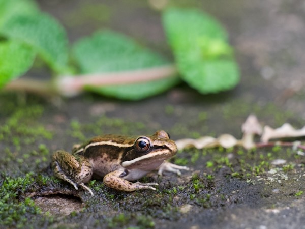 Highland Frog (Lithobates maculatus)