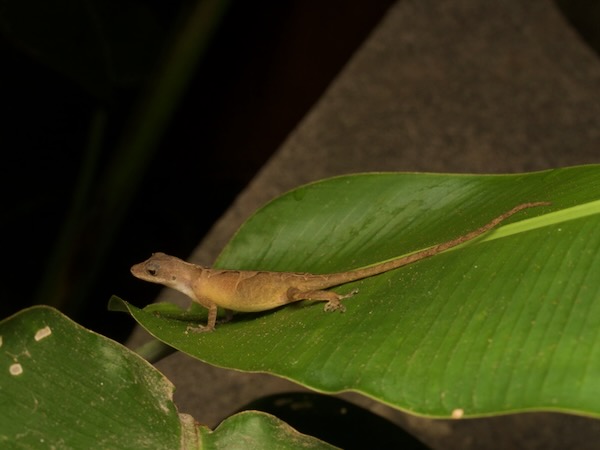 Ahuachapán Anole (Anolis serranoi)