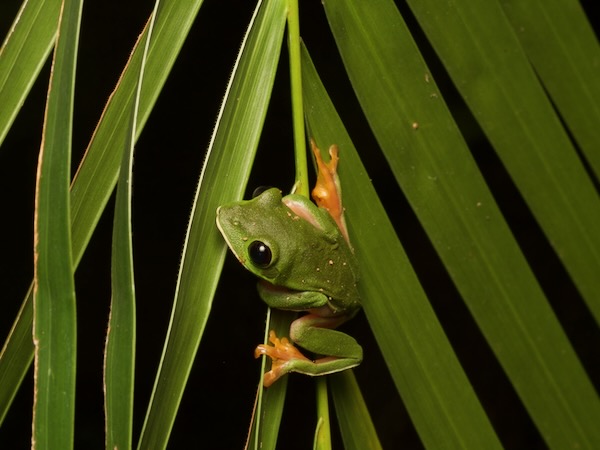 Black-eyed Tree Frog (Agalychnis moreletii)