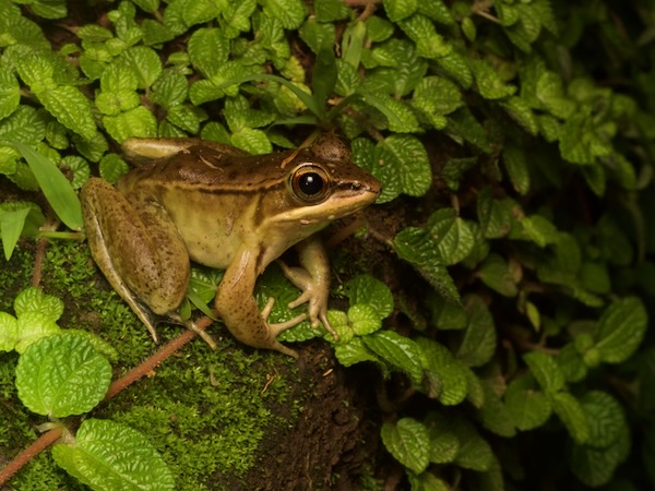 Highland Frog (Lithobates maculatus)