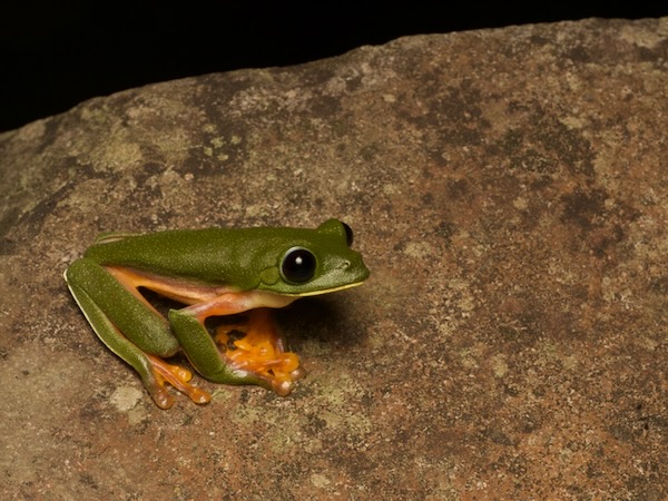 Black-eyed Tree Frog (Agalychnis moreletii)