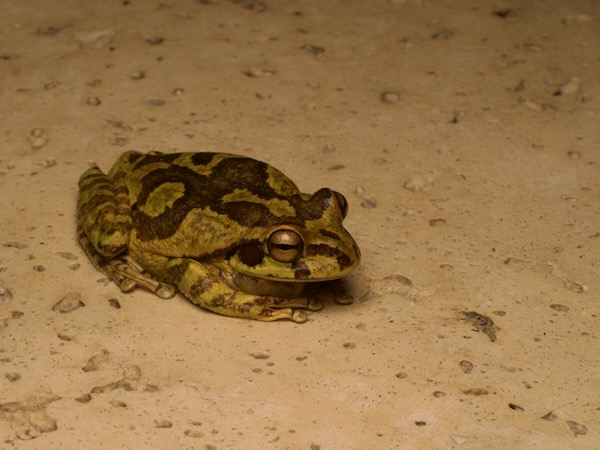 Common Mexican Tree Frog (Smilisca baudinii)