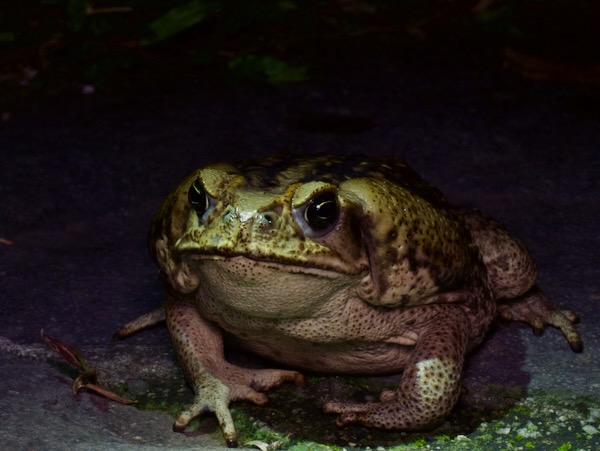 Giant Toad (Rhinella horribilis)