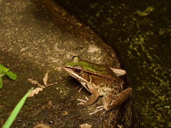 Highland Frog (Lithobates maculatus)