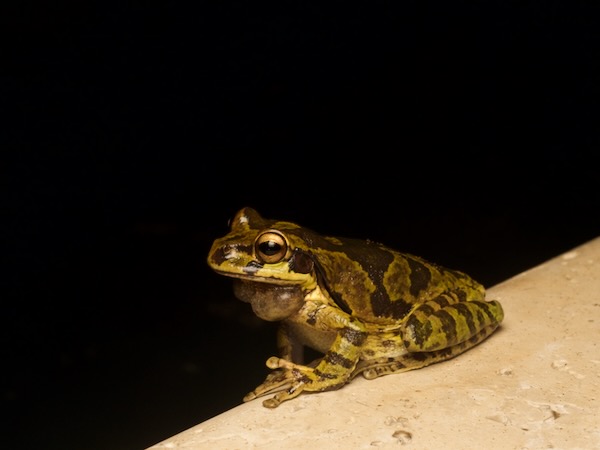 Common Mexican Tree Frog (Smilisca baudinii)