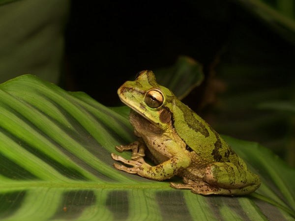 Common Mexican Tree Frog (Smilisca baudinii)