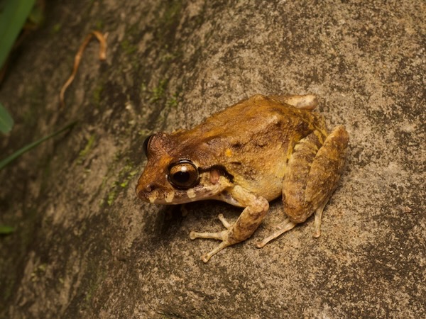 no known English name (Craugastor rupinius)