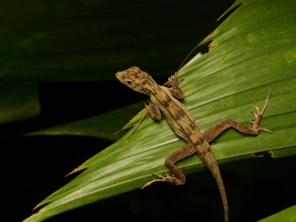 Ahuachapán Anole (Anolis serranoi)