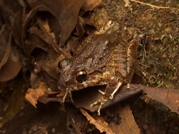 no known English name (Craugastor rupinius)