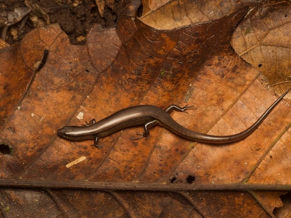 Red Forest Skink (Scincella assata)