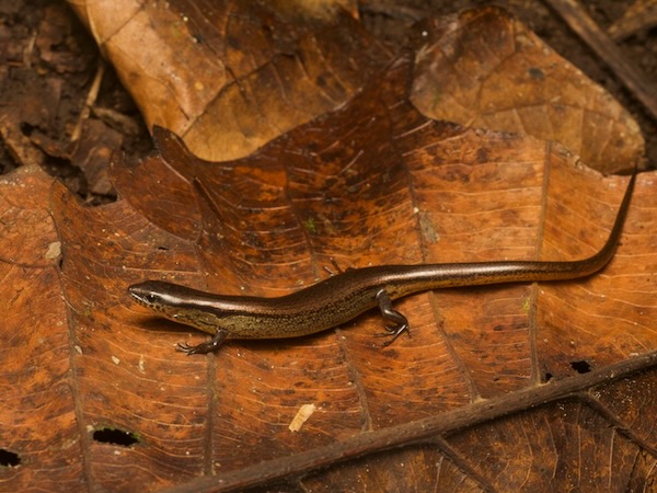Red Forest Skink (Scincella assata)