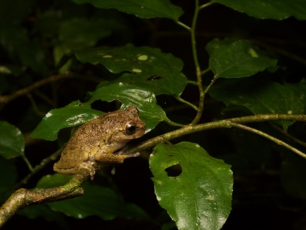 Matuda’s Spikethumb Frog (Plectrohyla matudai)