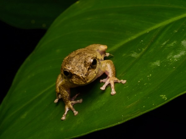 Matuda’s Spikethumb Frog (Plectrohyla matudai)