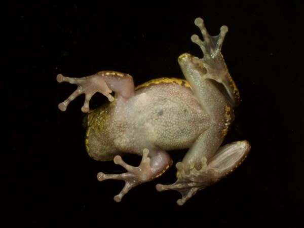 Matuda’s Spikethumb Frog (Plectrohyla matudai)