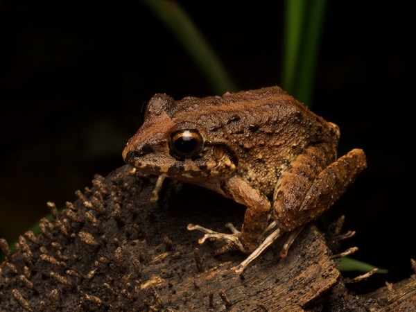 no known English name (Craugastor rupinius)