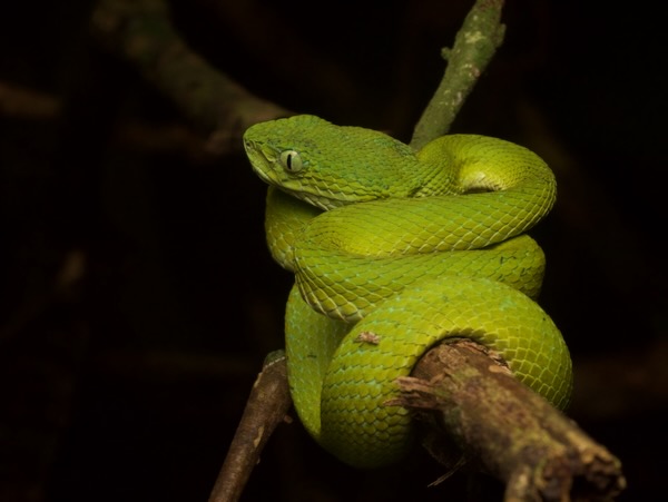Guatemala Palm Pit Viper (Bothriechis bicolor)