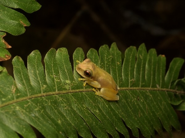 Cloud Forest Stream Frog (Ptychohyla euthysanota)
