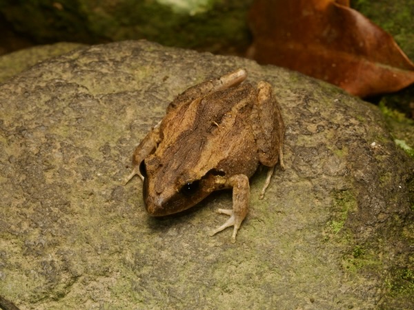 unidentified species (Craugastor sp 1)