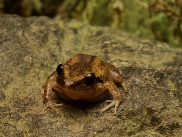unidentified species (Craugastor sp 1)